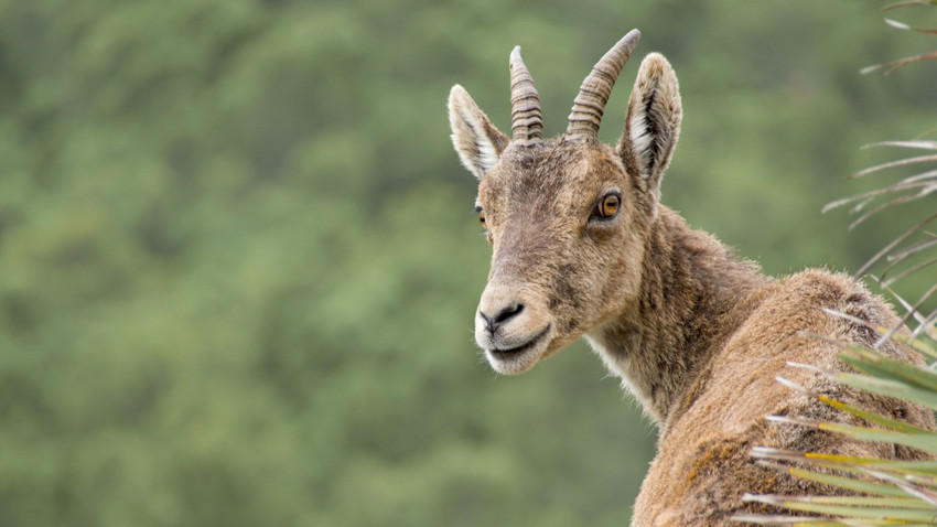 İspanya'nın orman yangınlarıyla mücadele eden keçileri