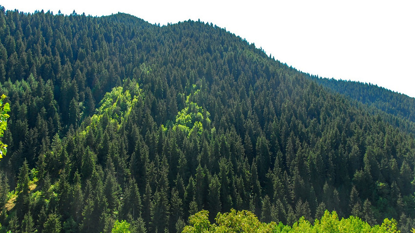 Ormanlarda taş ocağı ve altın madeni açmak kolaylaşıyor