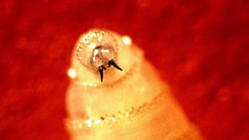 Fotoğraf: WikiCommons