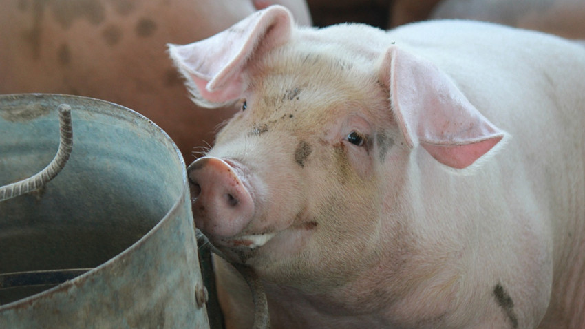 Tıp tarihinde bir ilk: Domuz akciğeri insana nakledildi