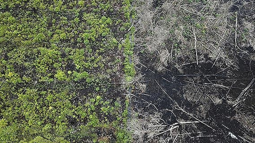 Bilim insanları araştırdı: Ormansızlaşma her yıl 28 bin kişinin ölümüne neden oldu