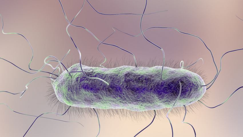 ABD'de 'kabus bakteri' alarmı: Vaka sayısı %70 arttı