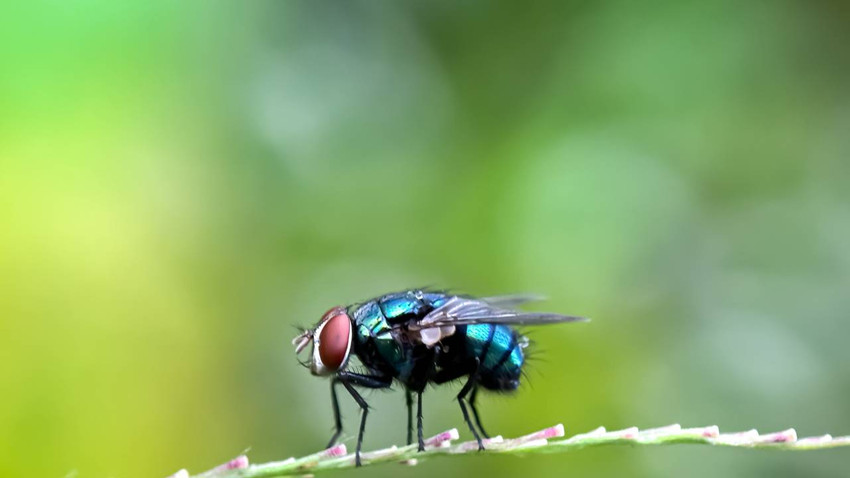 İspanyol medyası çığır açıcı çalışmayı yazdı: Ölüm tarihini ortaya çıkaran sinekler