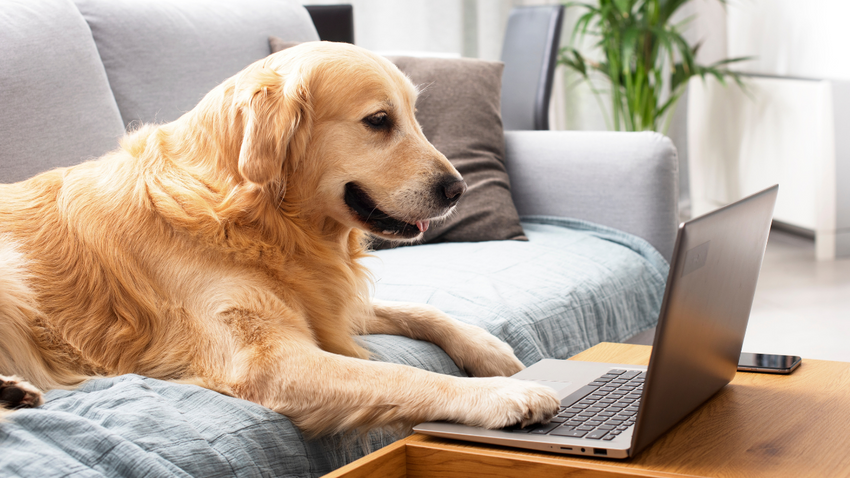 Hayvanlar için internet dönemi başlıyor: Köpek telefonları, papağan ekranları