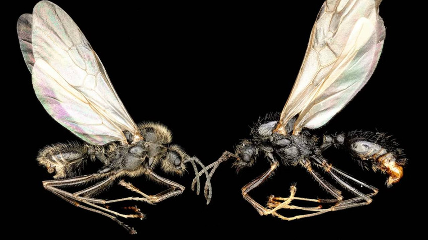 CNN International: Doğadaki yeni üreme biçimi | Kraliçe karınca, başka bir türden olan canlıyı doğurdu