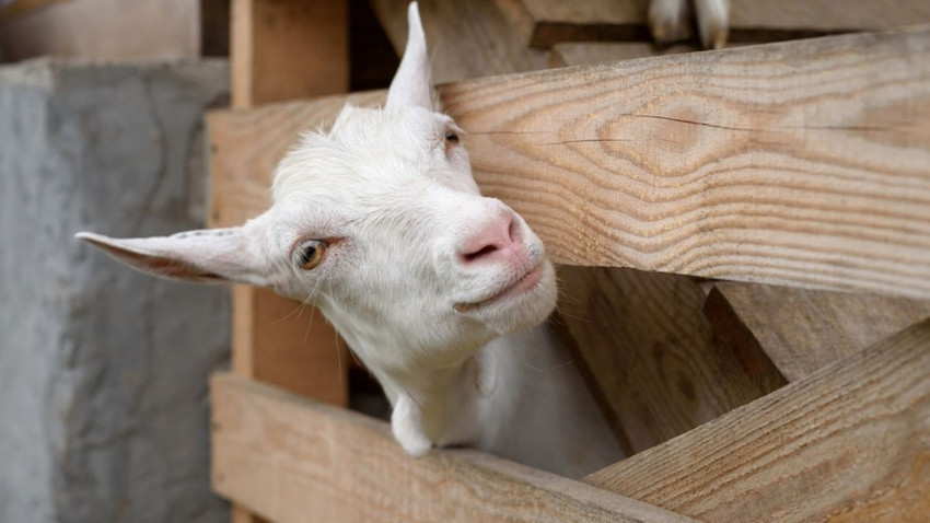 Yunanistan, koyun ve keçilere seyahat kısıtlaması getirmeyi planlıyor