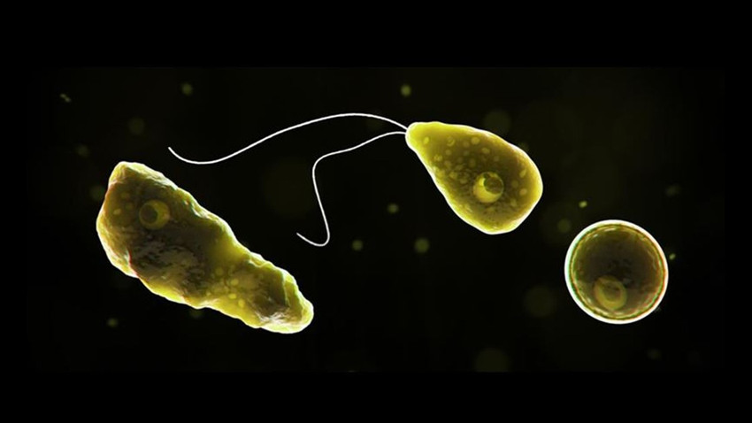 Hindistan Kerala'da 'beyin yiyen amip' 19 can aldı