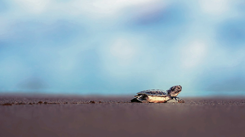 20 yıl sonra doğdukları yere döndüler