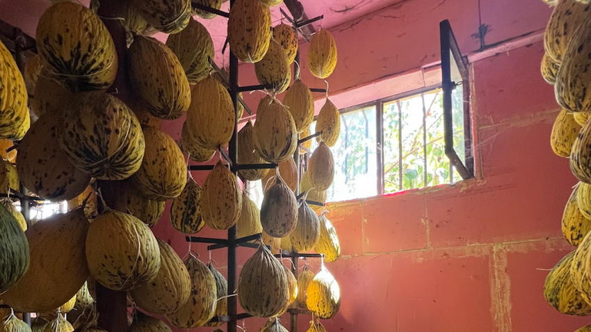 Avrupa’nın tescilli kavunu