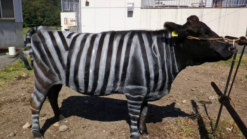 Harvard'dan ödül kazandıran çalışma: Japon bilim insanları sığırları zebra rengine boyadı