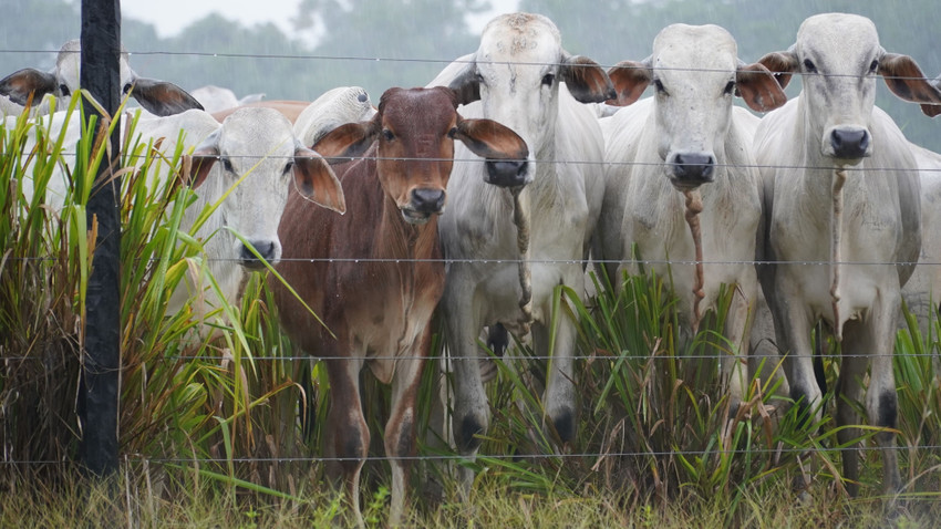 Küresel et devi JBS suçlamaların odağında: Brezilya'da 'sığır aklama' faaliyetleri artış gösteriyor