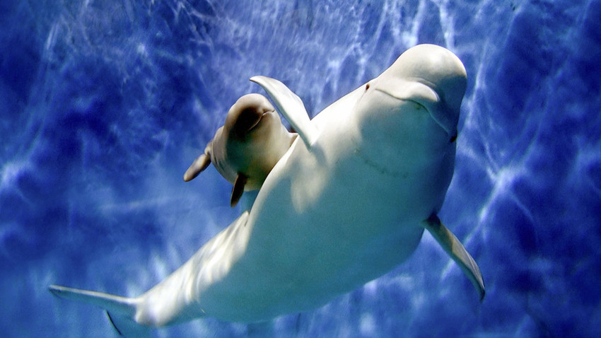 Kanada'da kapanan eğlence merkezindeki 30 beyaz balina 'destek sağlanmazsa' uyutulacak