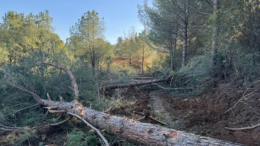Ağaç kesimine başlanmıştı: Danıştay Tire'de acele kamulaştırmaya dur dedi
