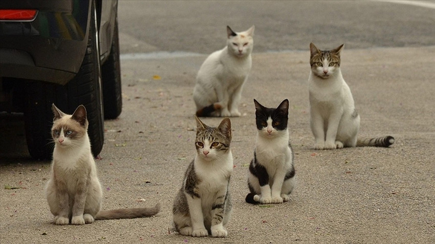 Güney Kıbrıs'ta kedi nüfusu, insan nüfusunu geçti