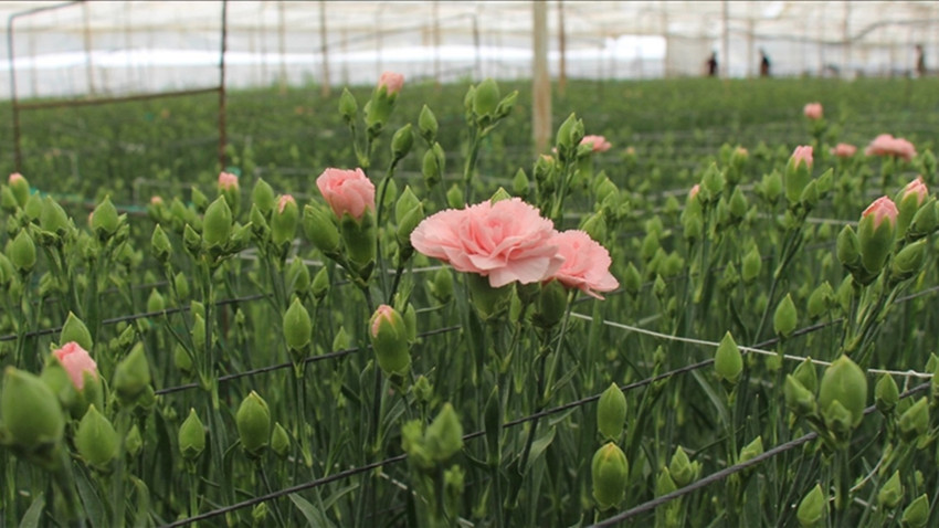 İhraç ürünlerde radyoaktif madde tespit edildi, ABD ve Endonezya ortak soruşturma başlattı