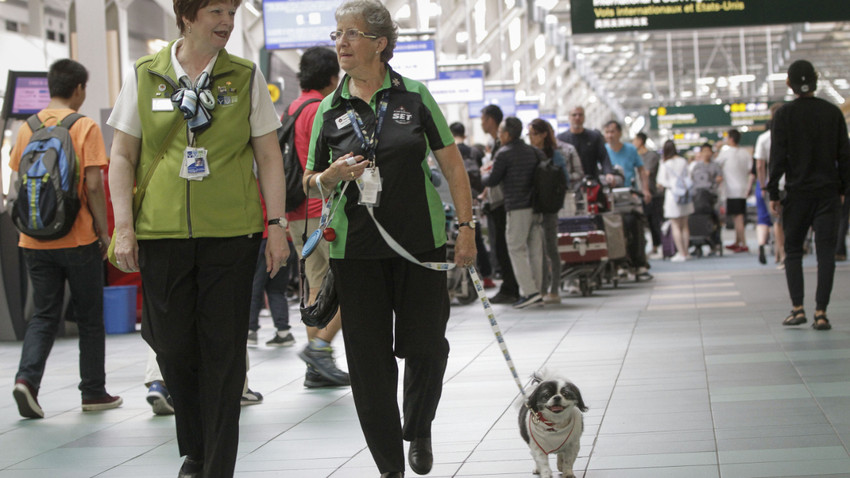 Avrupa Adalet Divanı'ndan uçuşta kaybolan köpek davasında 'evcil hayvanlar bagaj sınıfında' kararı