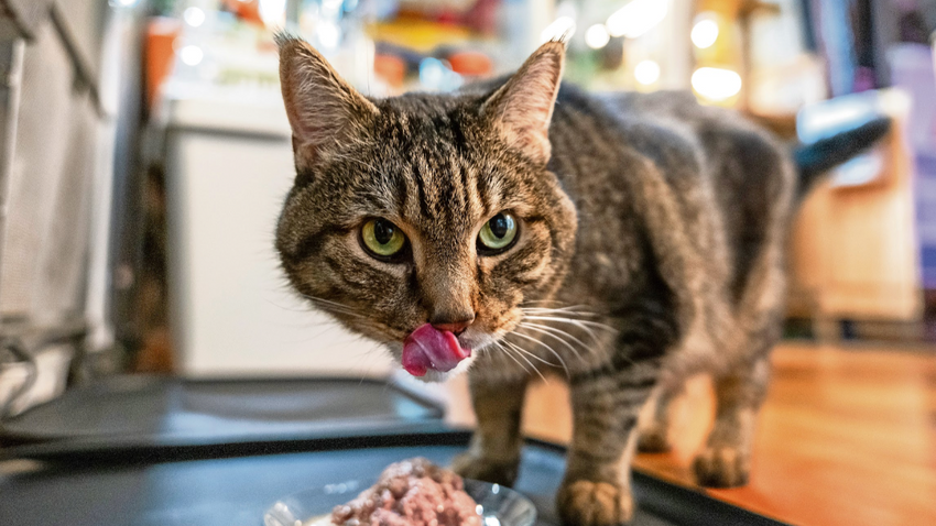 Joyce Hsu’nun kedisi Watson çiğ mamasını yiyor.  (Fotoğraf: Gavin Doran/The New York Times)