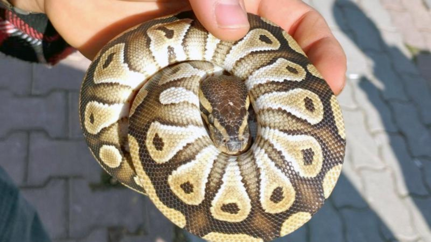 Polisin çevirdiği şahsın cebinden piton çıktı