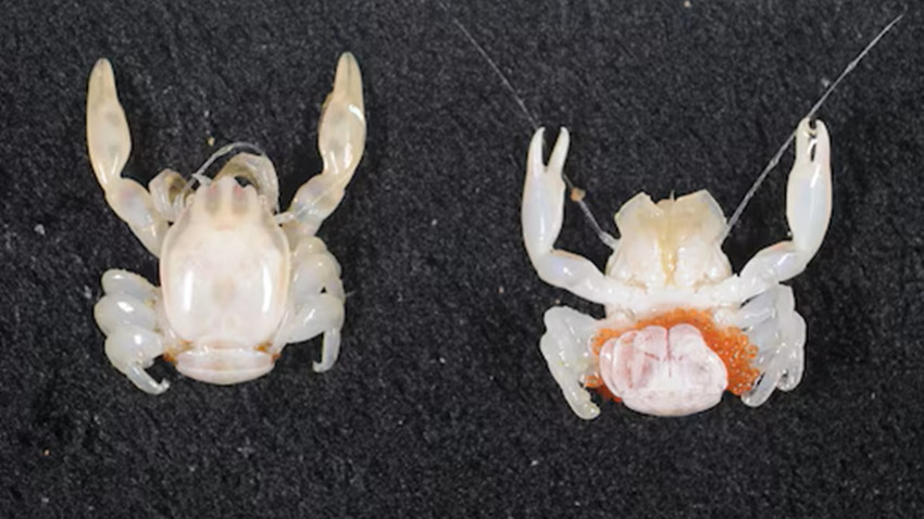 Yarı saydam porselen yengeç, ışık saçan fener köpekbalığı: Avustralya'da iki yeni tür keşfedildi