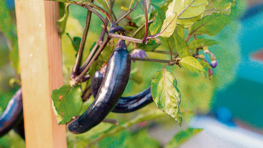 İstanbul’un kalbindeki yeşil teras 8’inci yılında