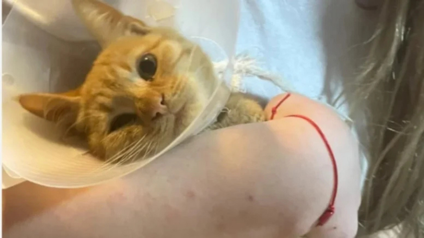 Isparta'da büyü için kedilerin patilerini kesenlere suç duyurusu