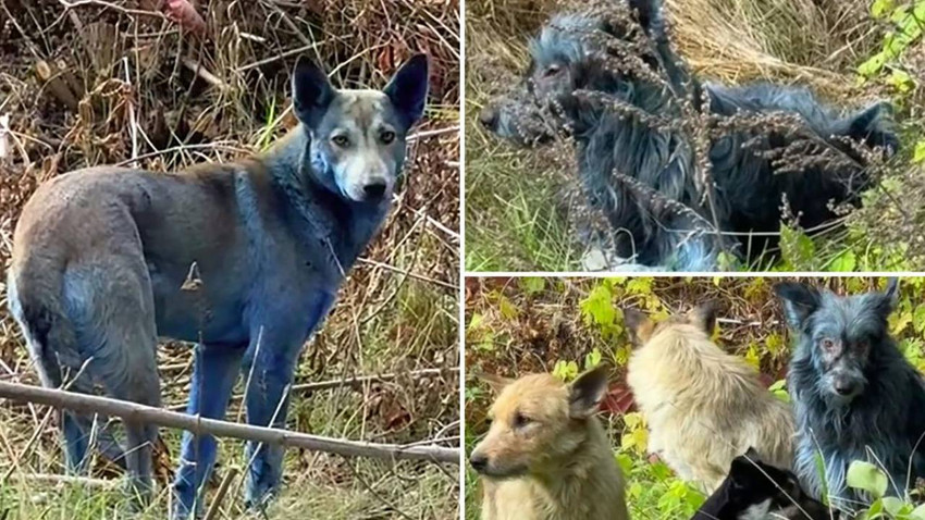 Çernobil'de yaşayan köpeklerin rengi maviye döndü