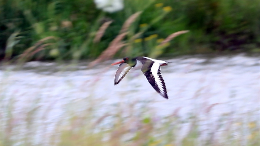 Iğdır'dan Kızıldeniz'e: Poyraz kuşunun sekiz ülkeyi kapsayan göç yolculuğu kayda alındı