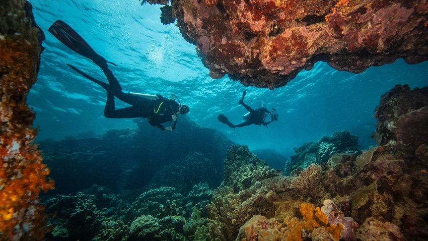 10 yıllık sır çözüldü: 5 milyar deniz canlısının katili 'vibrio' çıktı