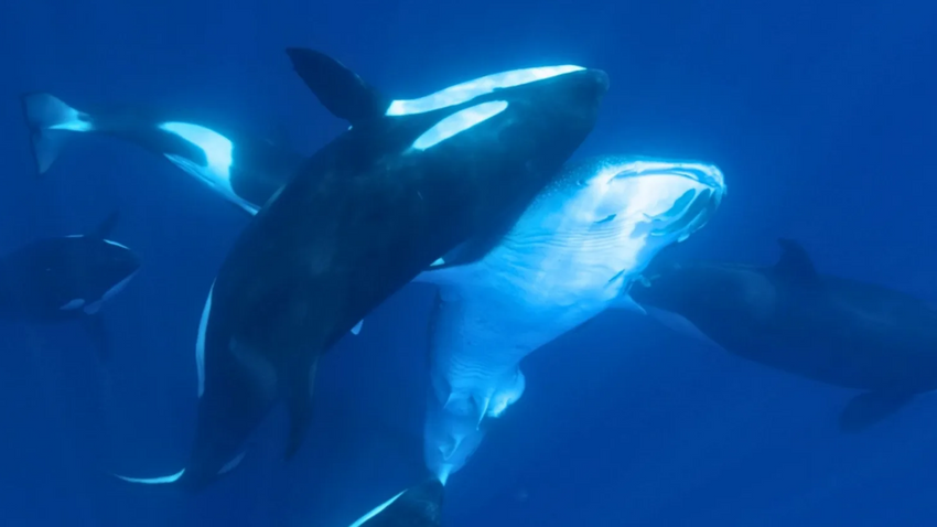 Katil balinalar, büyük beyaz köpekbalıklarını avlıyor: İki tür karşılaştığında, zirvede yalnızca biri kalır