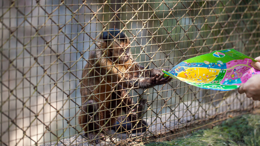 The New Yorker yazdı: ABD’de maymun firarı, hayvan deneyleri tartışmasını alevlendirdi