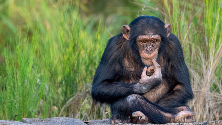 Financial Times yazdı: Şempanzeler de kanıtlara göre düşünüyor; insan aklı 'benzersiz' olmayabilir