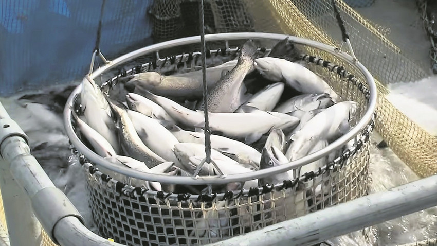 Haftanın Youtube önerileri: Kurtuluş balık çiftliklerinde mi?