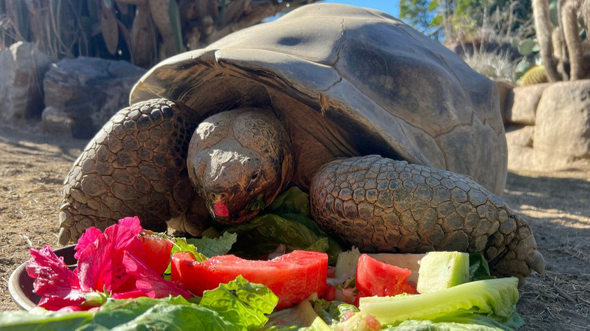 İki Dünya Savaşı ve 20 ABD Başkanı gördü: San Diego Hayvanat Bahçesi’nin en yaşlı sakini Gramma, hayatını kaybetti