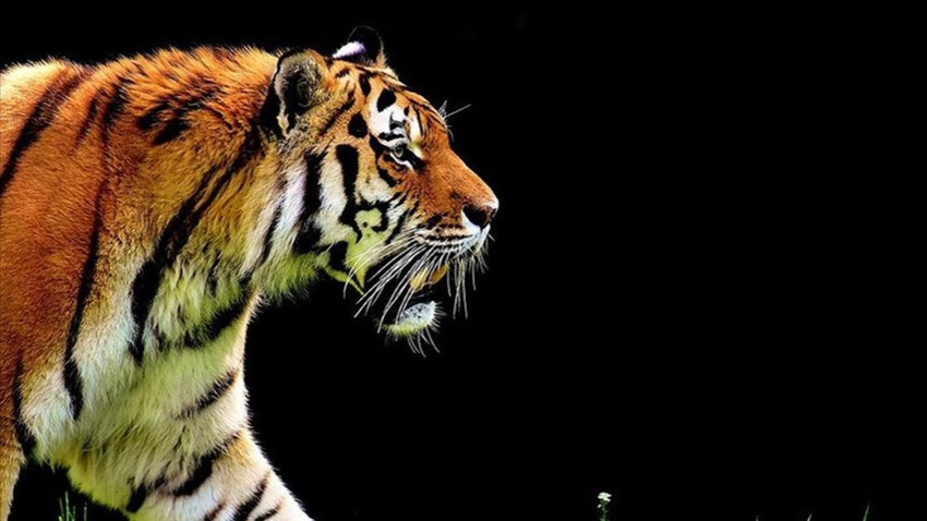 Nüfus azalıyor, kriz derinleşiyor: Son 5 yılda ayda ortalama 9 kaplan kaçakçılık operasyonlarında ele geçirildi