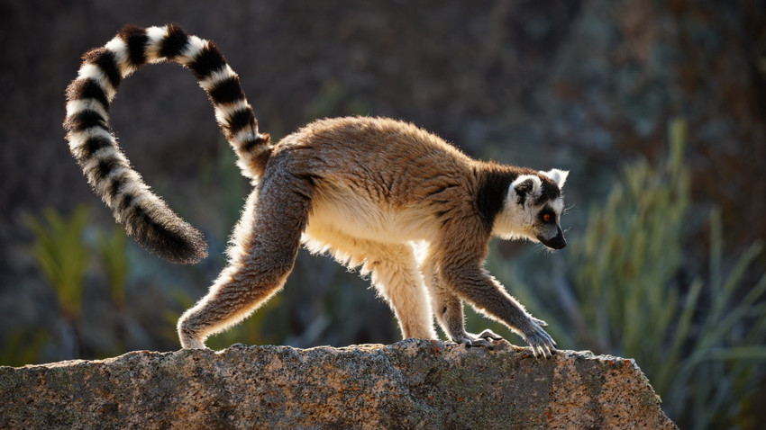 Zenginlerin 'lüks et' merakı: Lemurlar 'yenerek yok olma' tehdidi altında