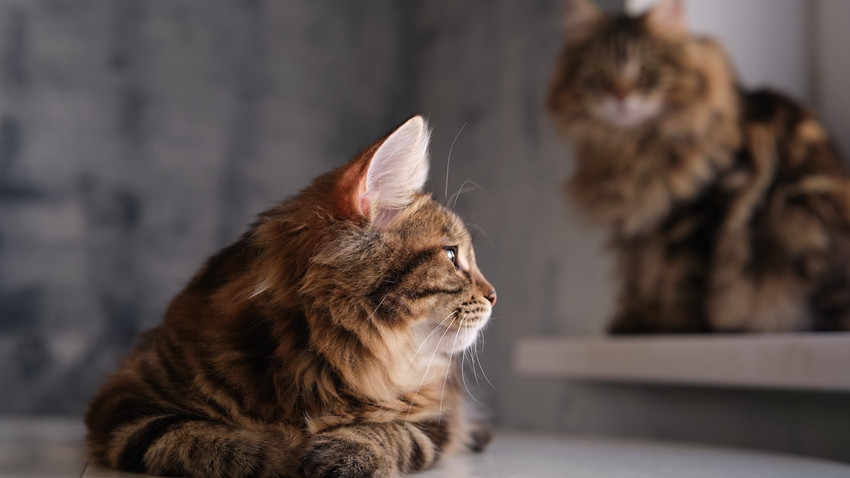 Bilkent Üniversitesi'nden araştırma: Kediler, erkek sahiplerine neden daha çok miyavlıyor?