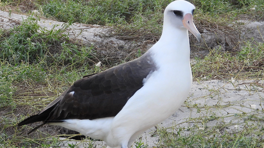 75 yaşındaki Albatros Wisdom (Fotoğraf: Jon Plissner/USFWS)