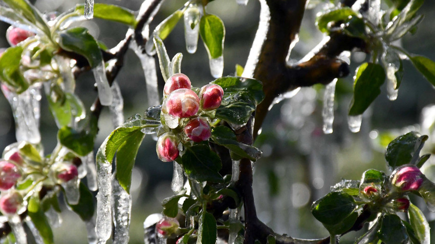 Zirai donun faturası 23 Milyar TL: İlkbaharda yeni risk kapıda
