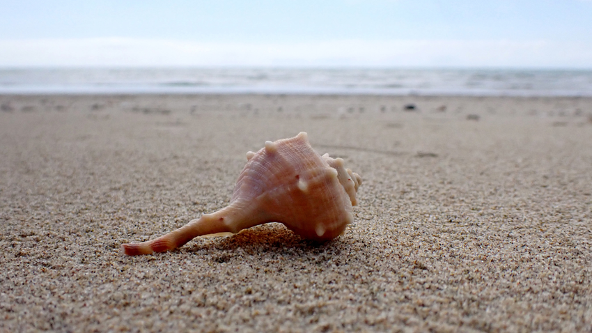 İspanya'da bulunan deniz kabukları bilinen en eski müzik aletlerinden biri olabilir