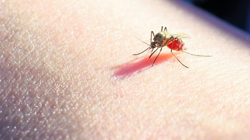 Sıtmaya çare kendi kendini yok eden sivrisinekler