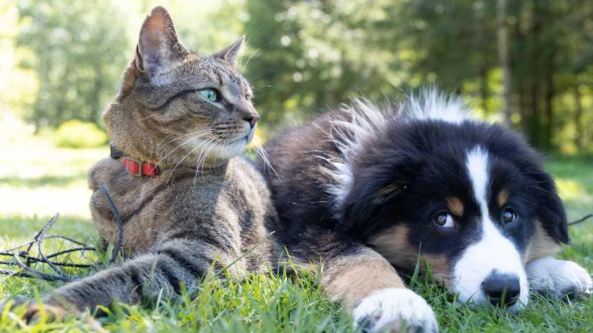 Kedi ve köpeklerde hastalıklar neden arttı?