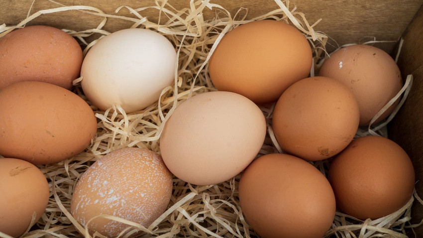 Migros Ordu'da organik yumurta üretimine başladı