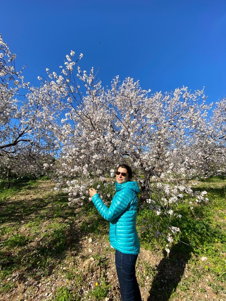 Şubat ortası çiçeklenen badem ağaçları baharın erken habercisi