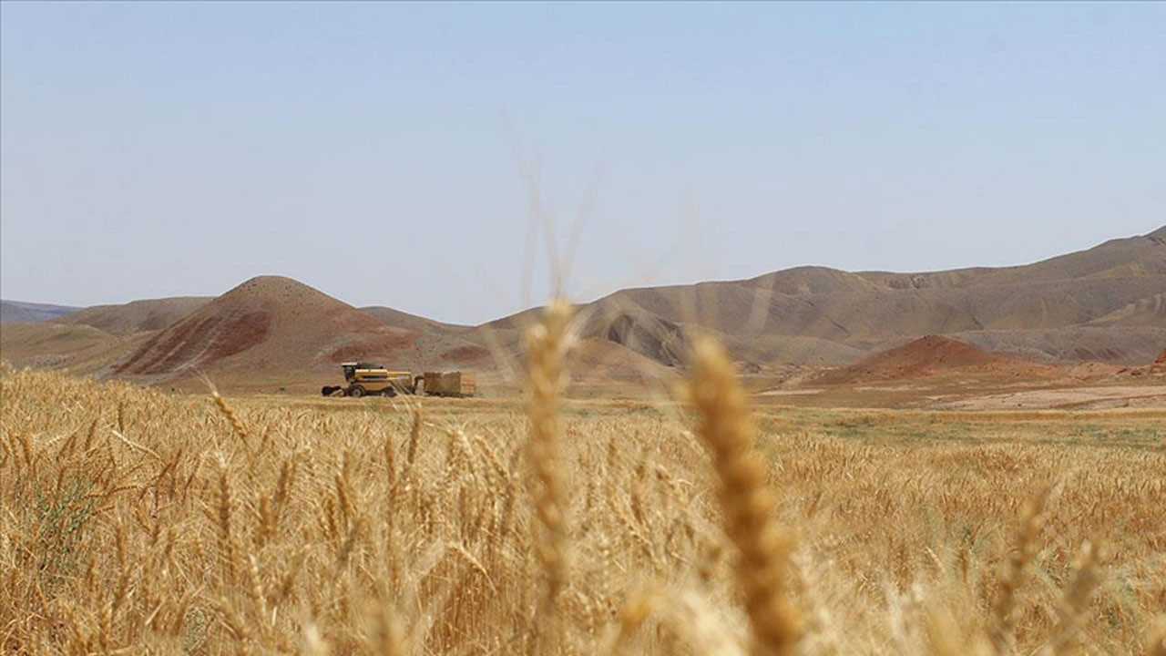 İki tahıl devinin savaşı buğday fiyatlarını son 14 yılın zirvesine taşıdı