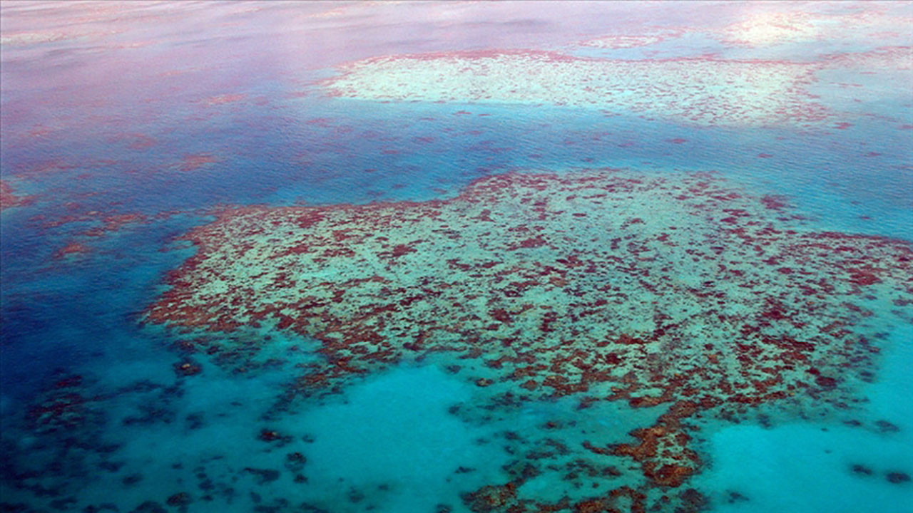 Büyük Set Resifi yeni bir toplu ağarma ile tahrip oldu