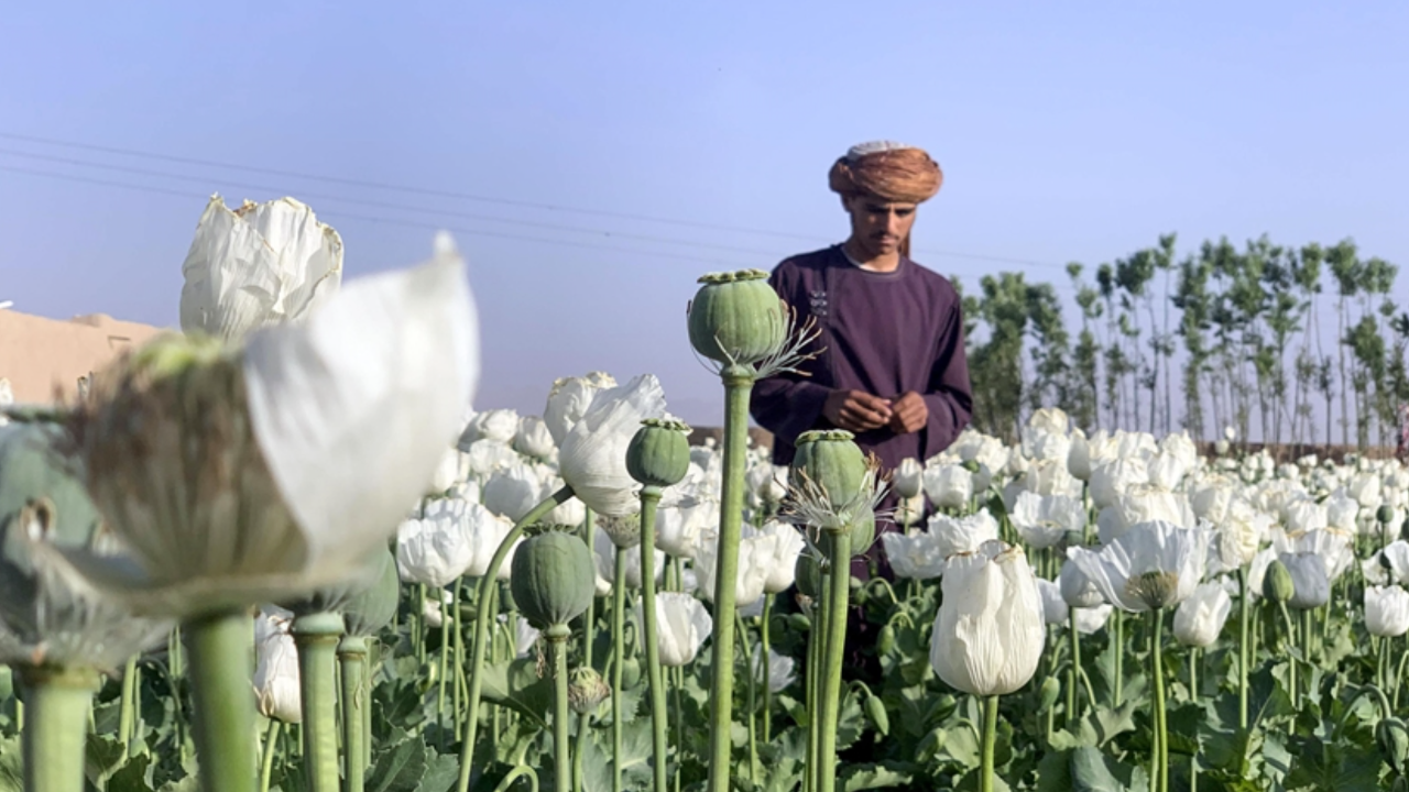 Taliban uyuşturucu ile alkolün üretim ve tüketimini yasakladı