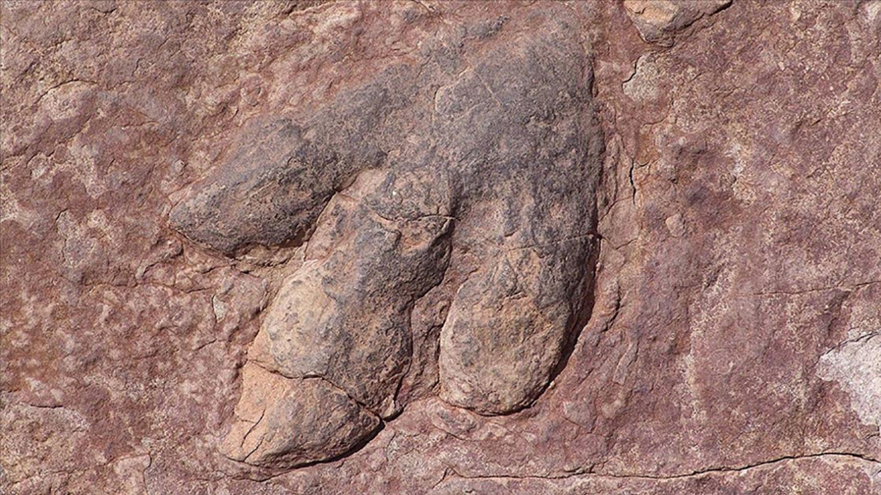 Dinozorları yok eden gök taşıyla bağlantılı fosil bulundu