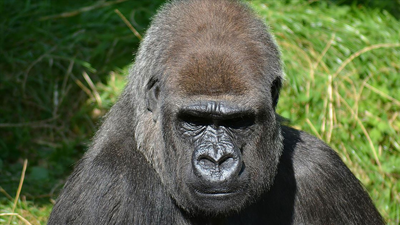 Ruanda, dağ gorillerini korumak için 255 milyon dolar bütçe ayırdı