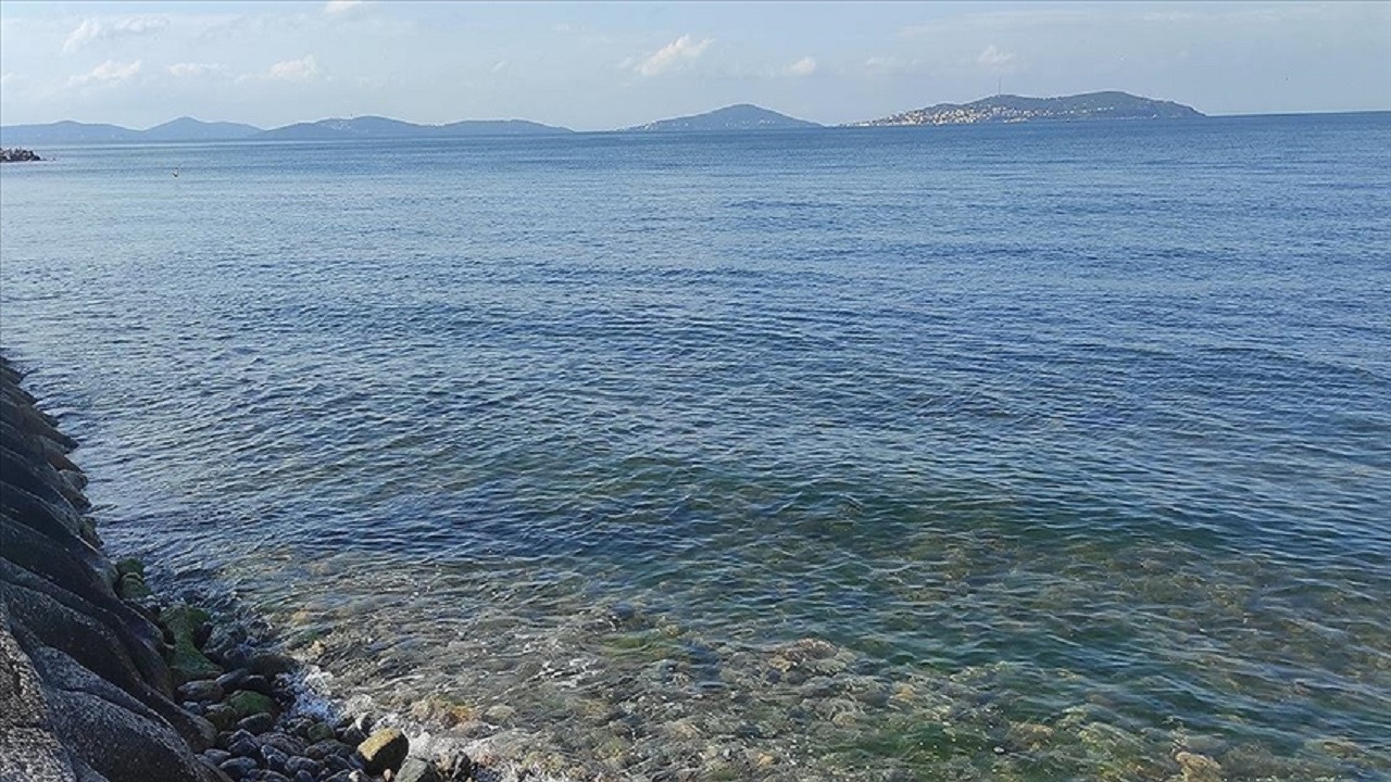 Marmara Denizi'ndeki süngerler canlanmaya başladı