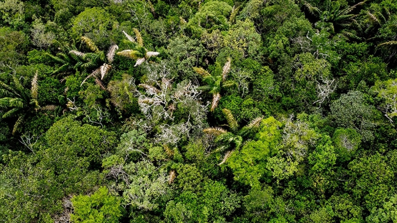 Amazon’daki ormansızlaşma nisan ayında rekor seviyeye ulaştı